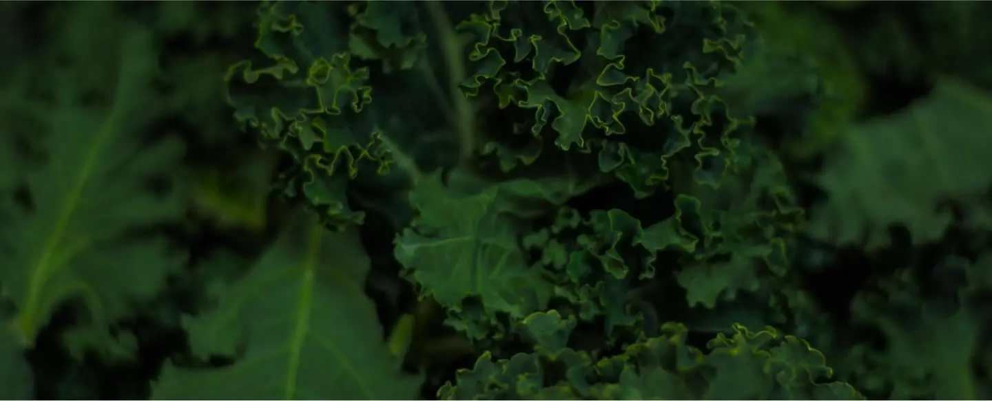 Image of green leaves.